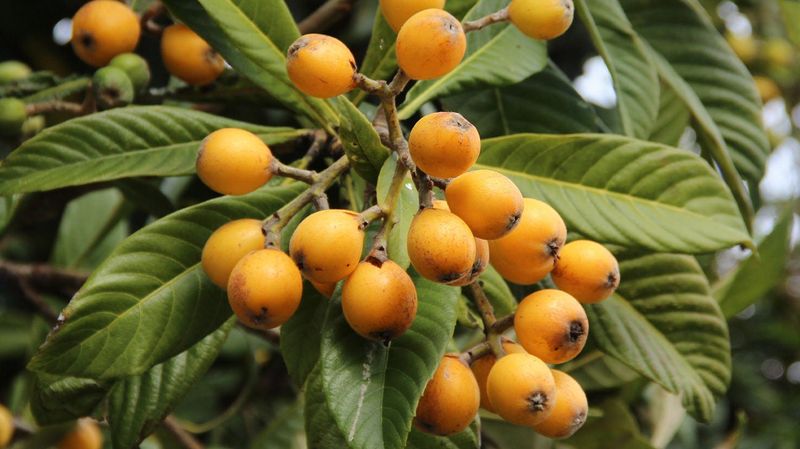 Loquat