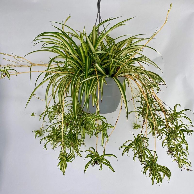 Spider Plant