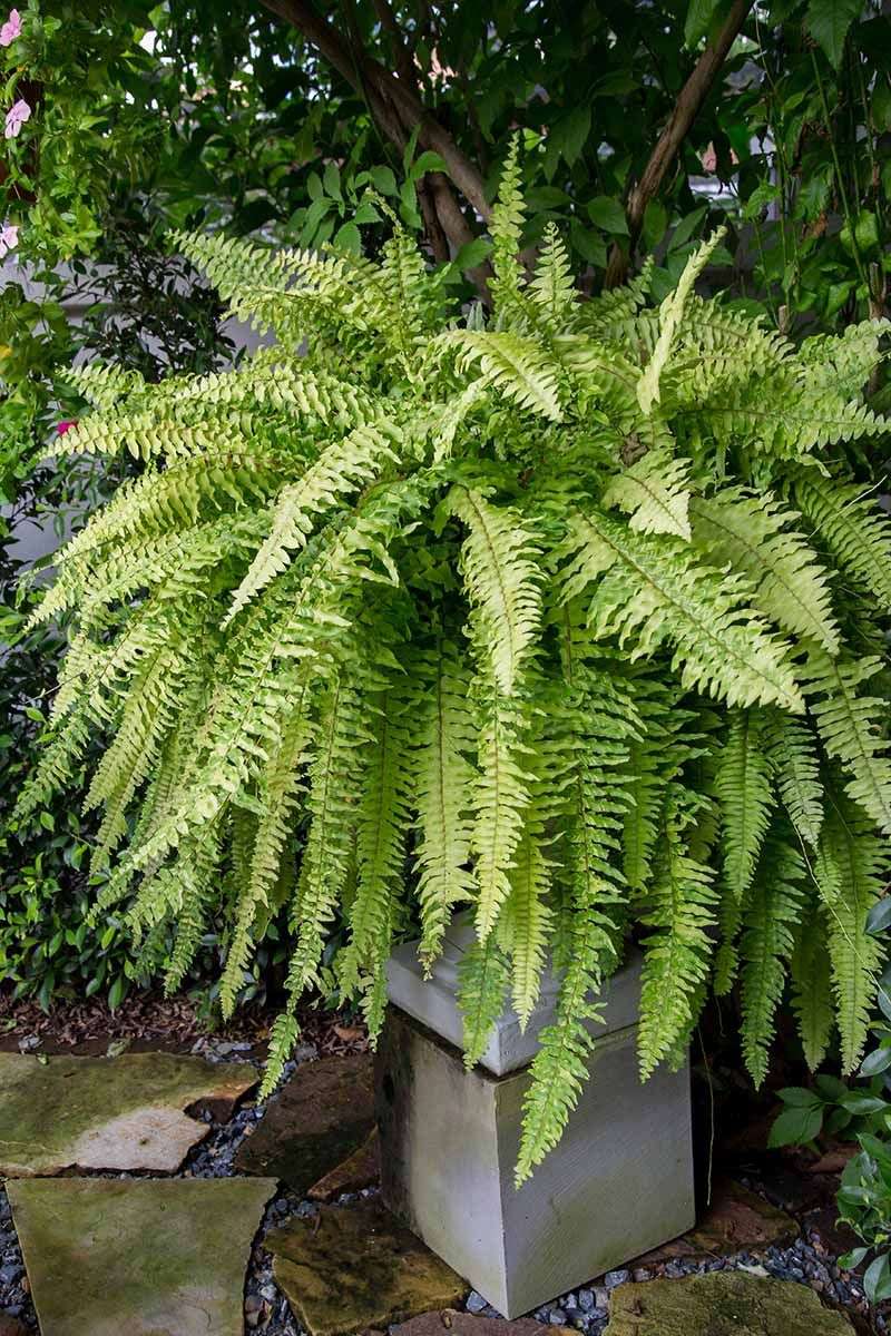 Boston Fern - The Fluffy Expander