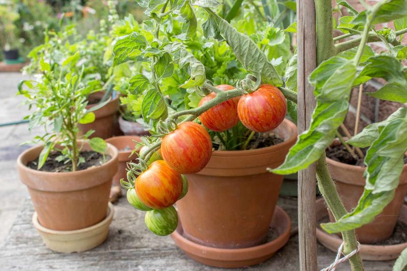Tomatoes ❌ In Small Pots or Shade