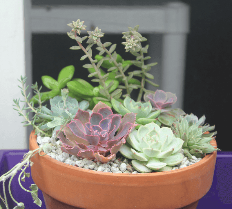 Succulents