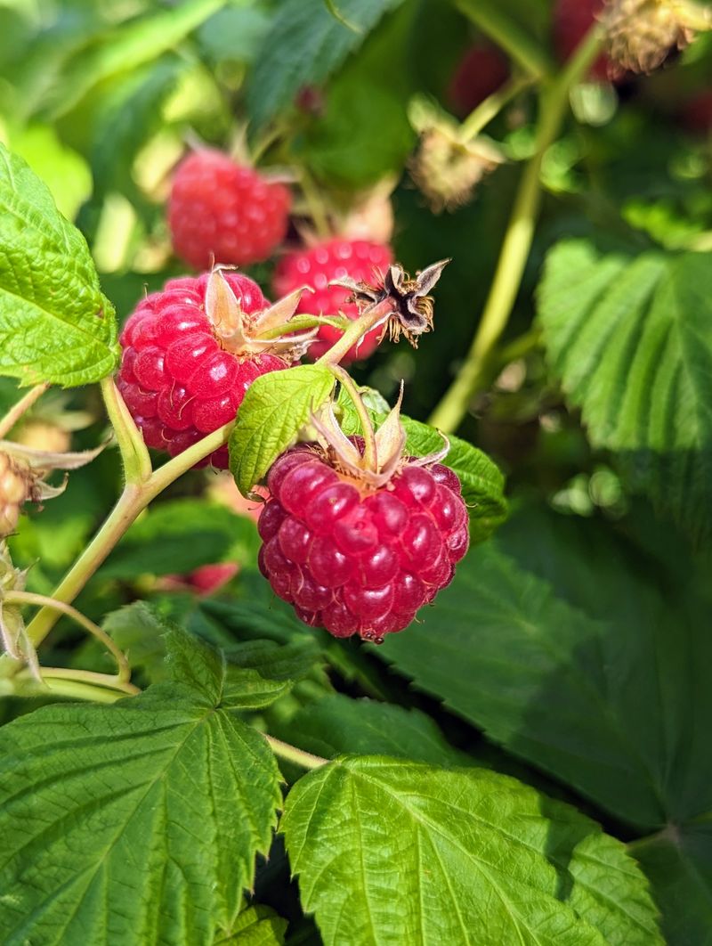 Raspberry Bush
