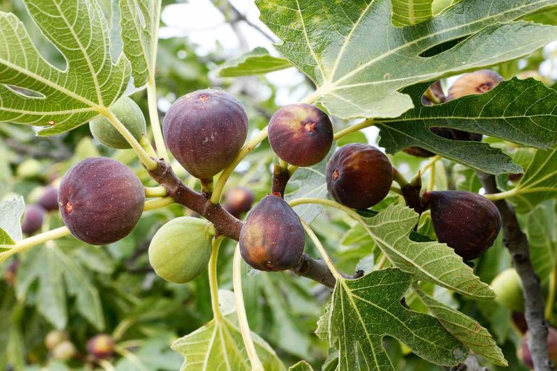 Figs