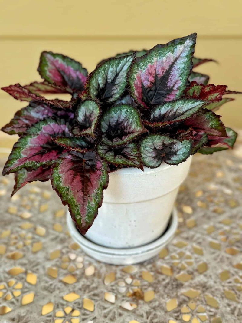 Rex Begonia