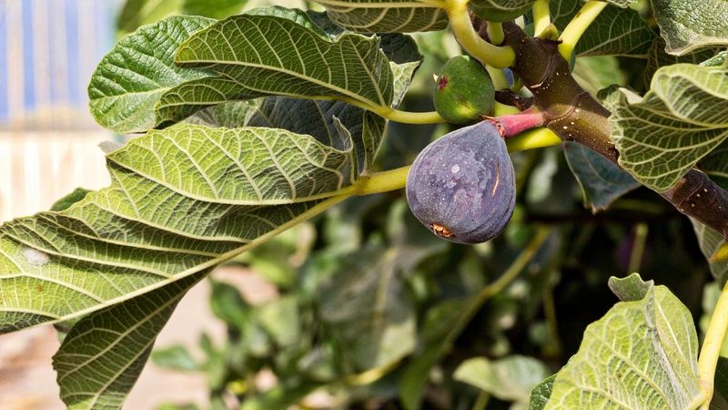 Fig Trees (Ficus carica)