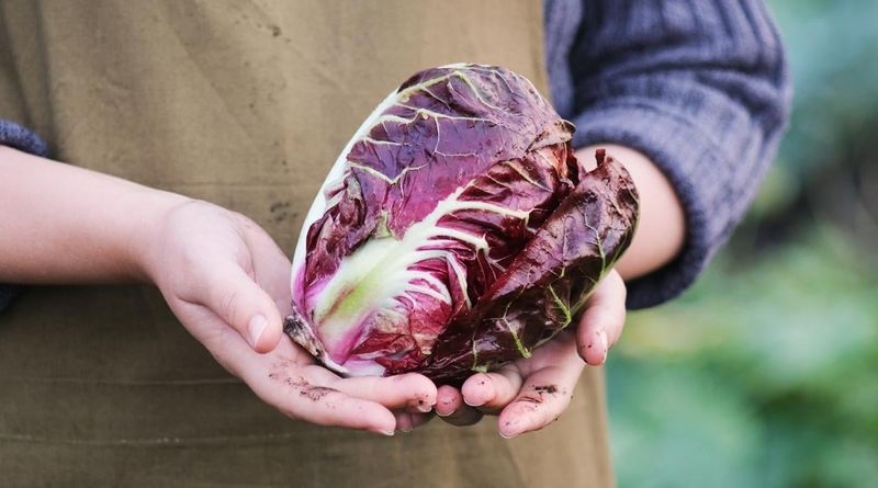 Radicchio