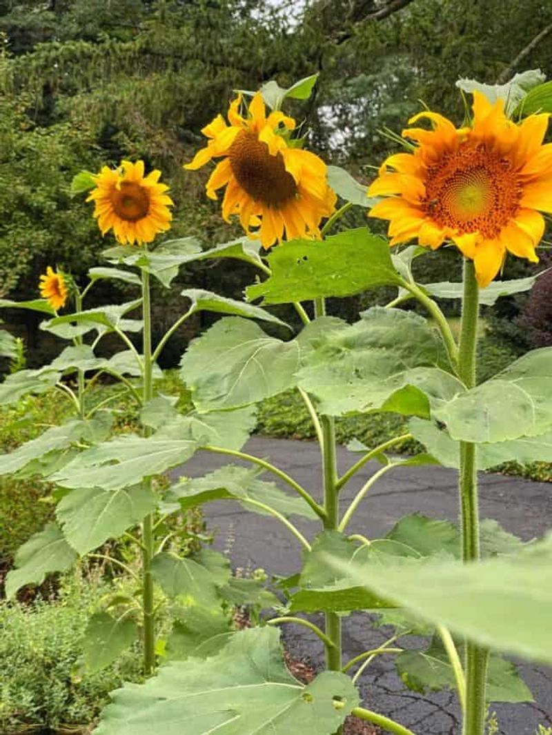 Sunflowers + Cucumbers