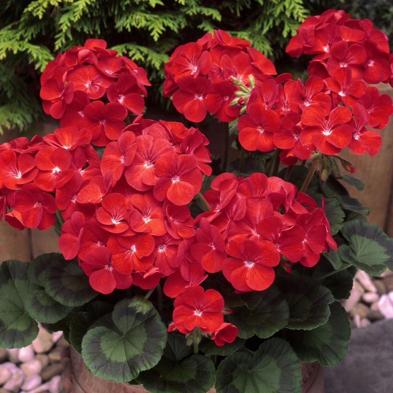 F1 Hybrid Geranium