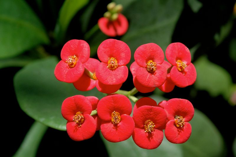 Crown of Thorns (Euphorbia milii)