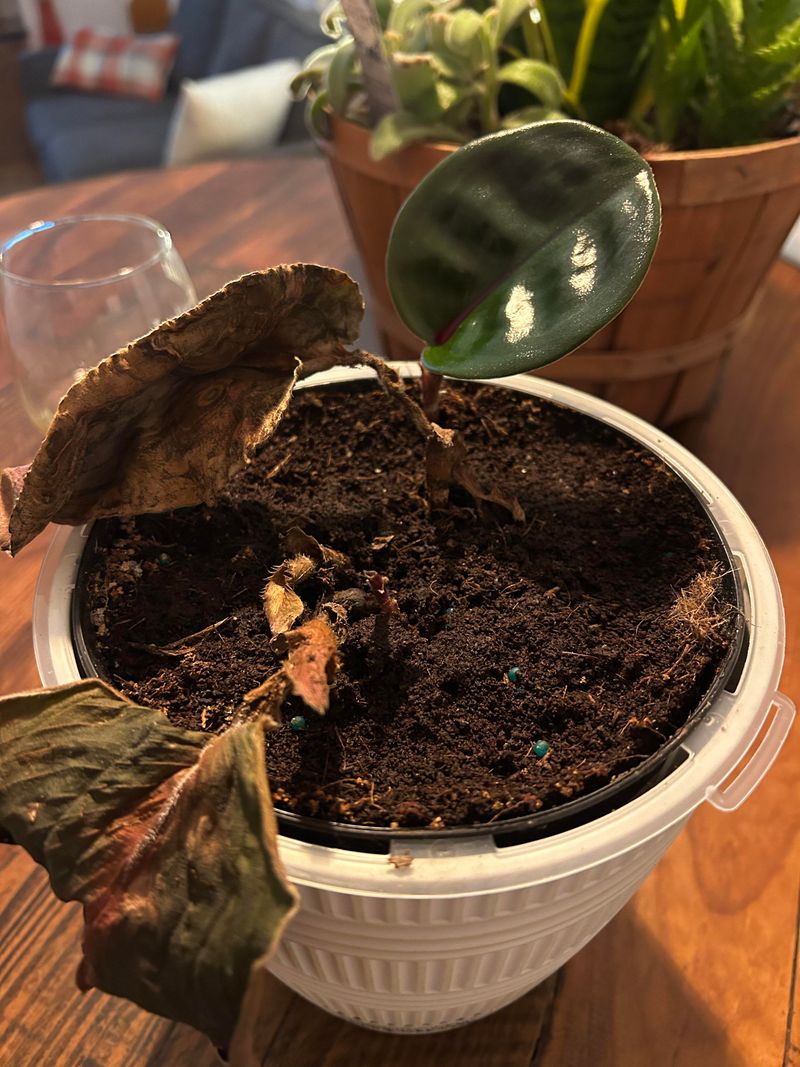 Dead Houseplants (Non-Diseased)