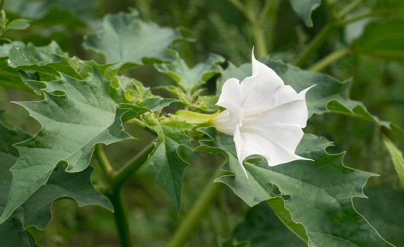 Jimsonweed (Datura stramonium)
