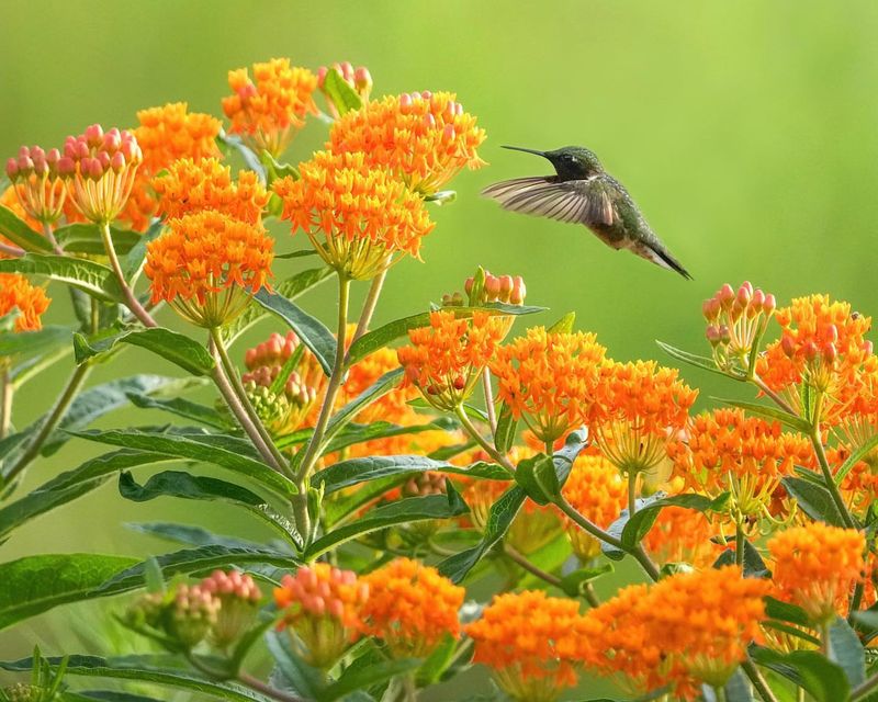 Butterfly Weed