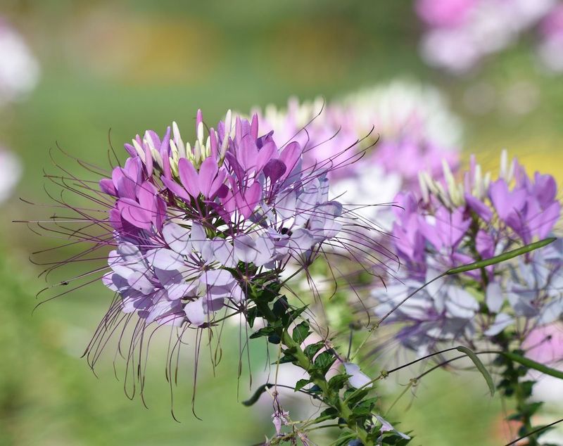 Cleome