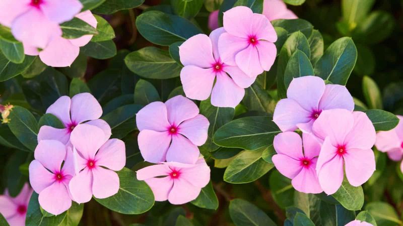 Vinca