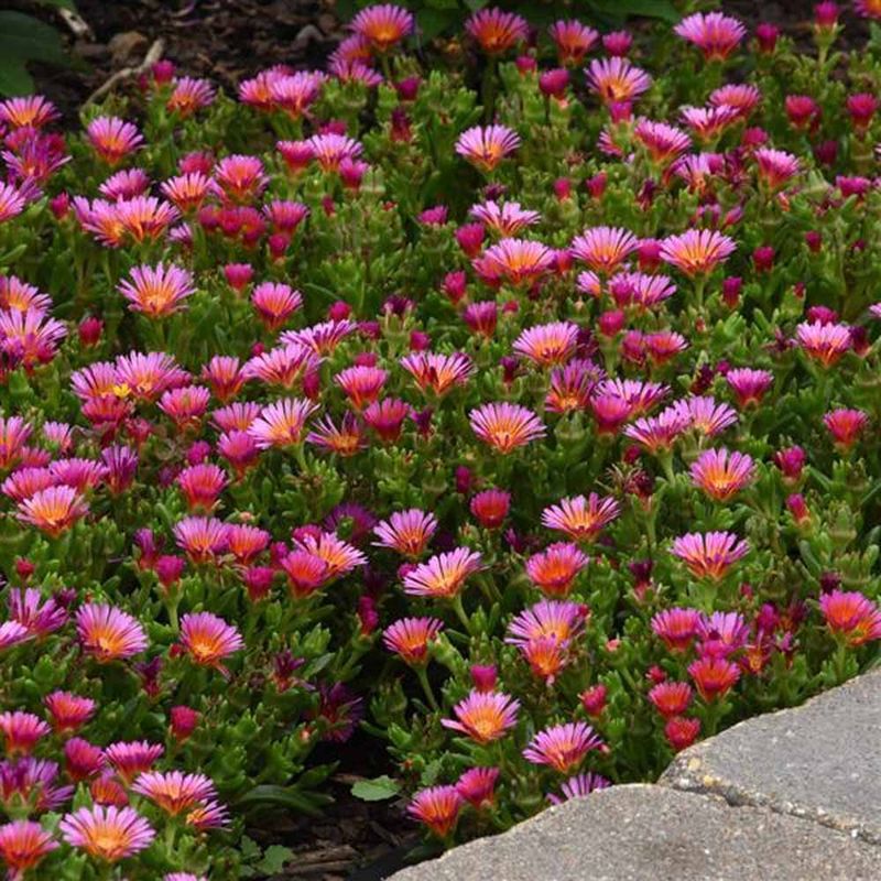 Ice Plant (Delosperma)
