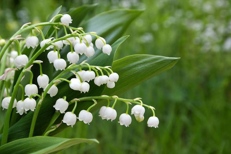 Lilies of the Valley
