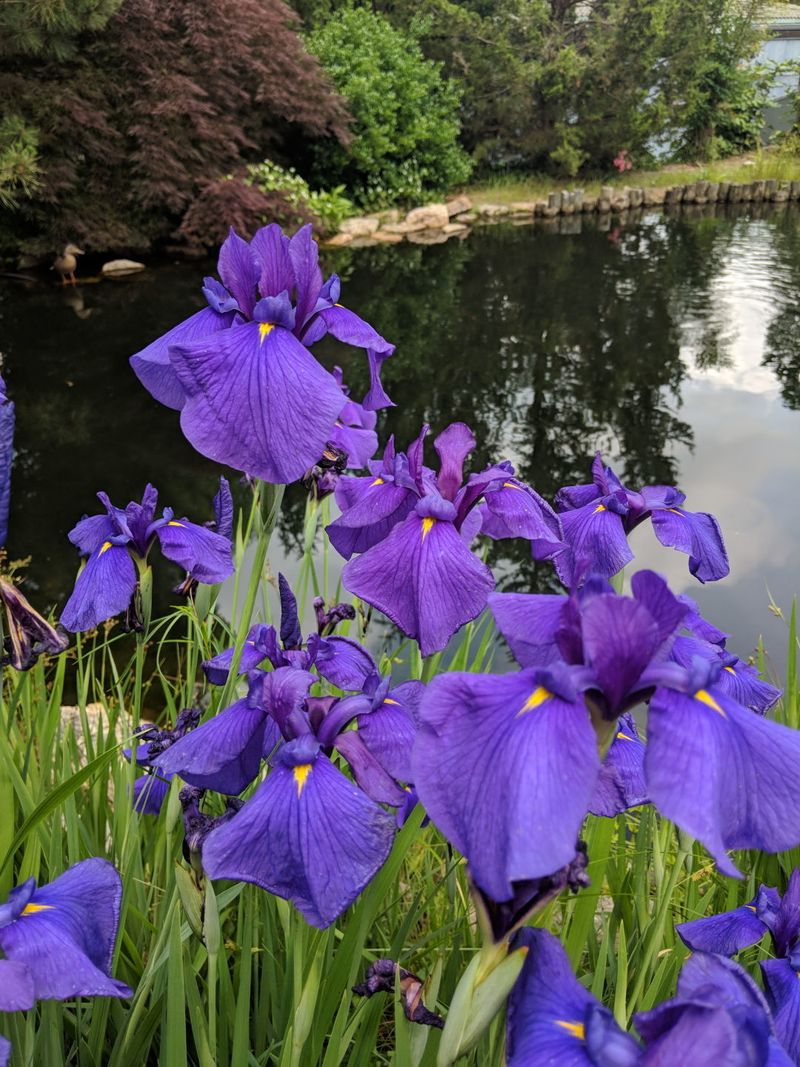Japanese Iris - Elegant Water Lovers