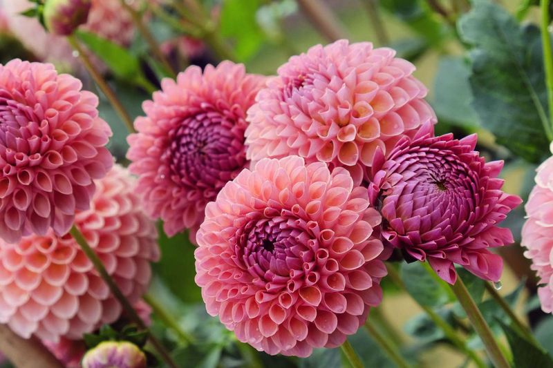 Dahlias