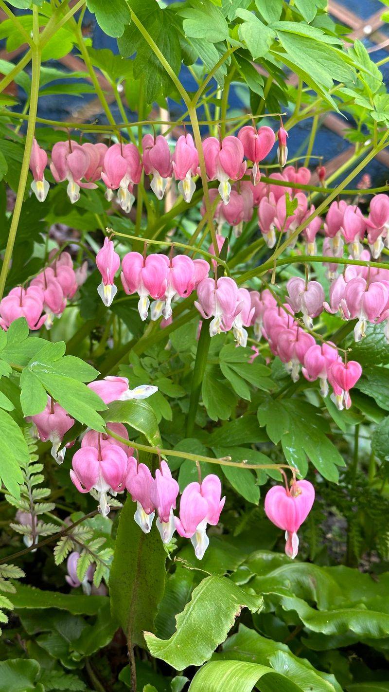 Bleeding Heart (Dicentra)