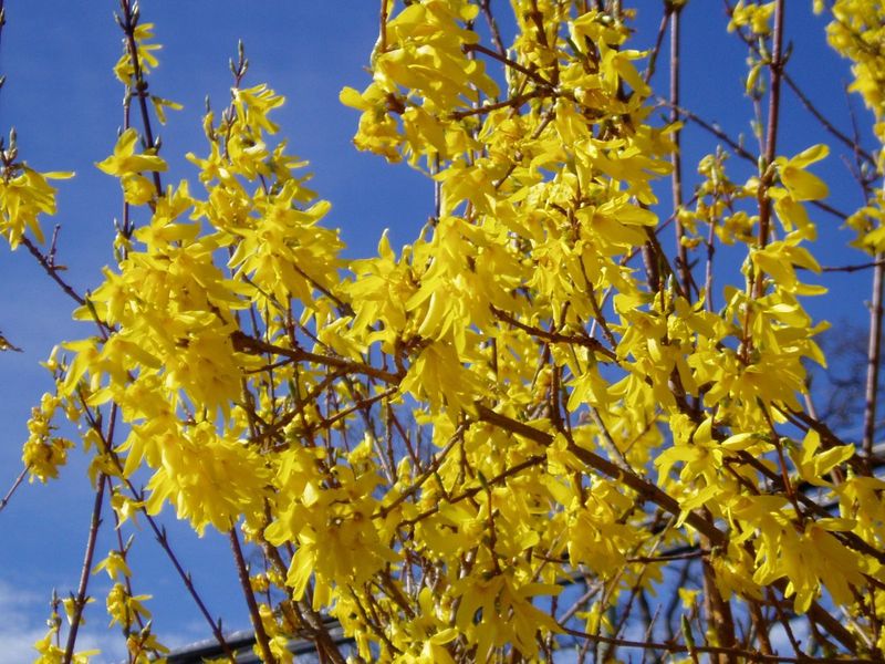 Forsythia