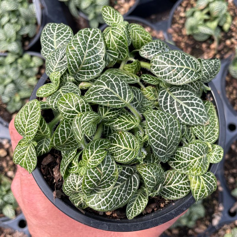 Nerve Plant (Fittonia albivenis)