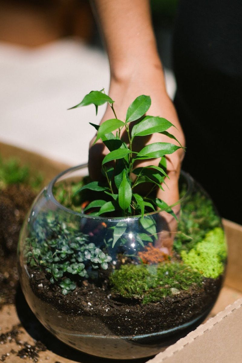 Selaginella (Club Moss)