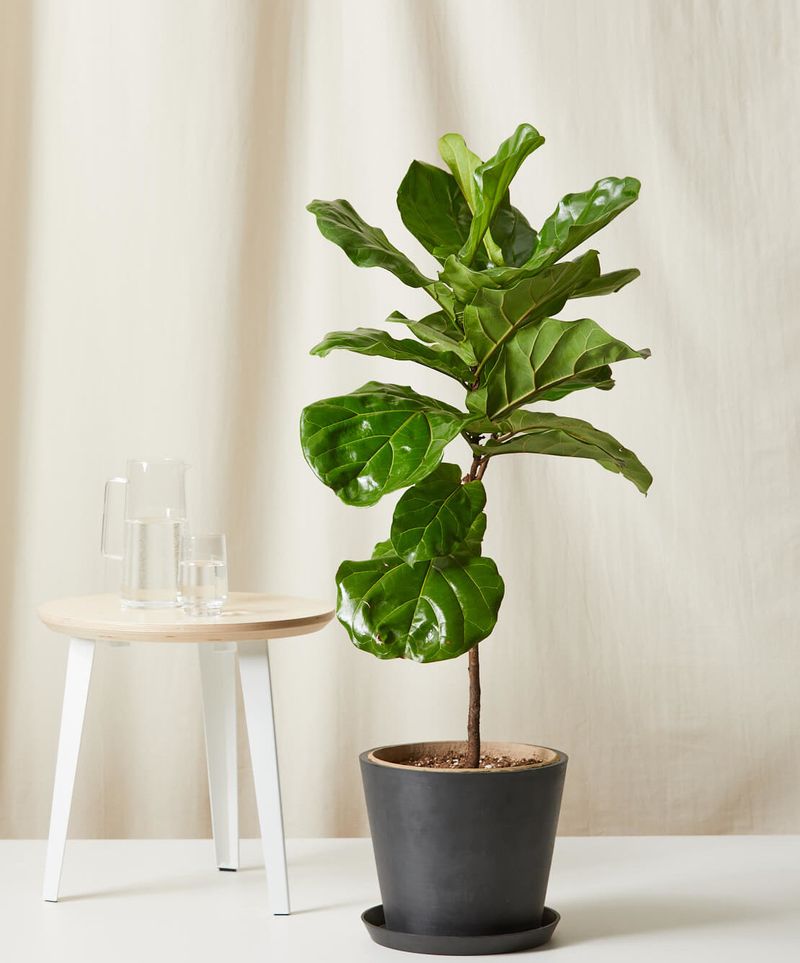 Fiddle Leaf Fig (Ficus lyrata) – Small Starter Plant