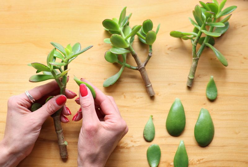 Succulents (various types)