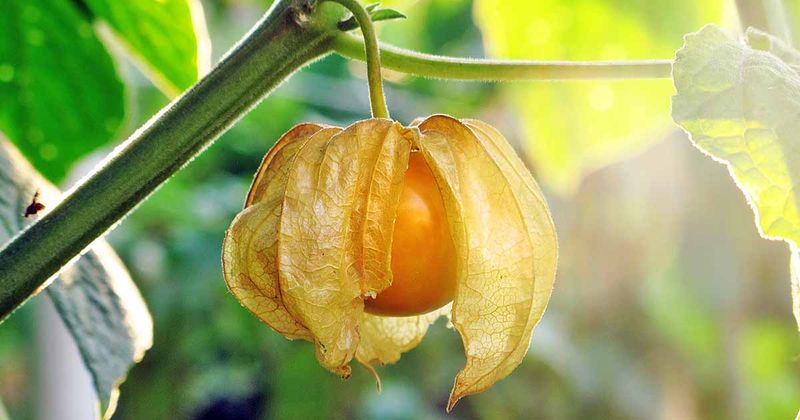 Ground Cherries (Cape Gooseberries)