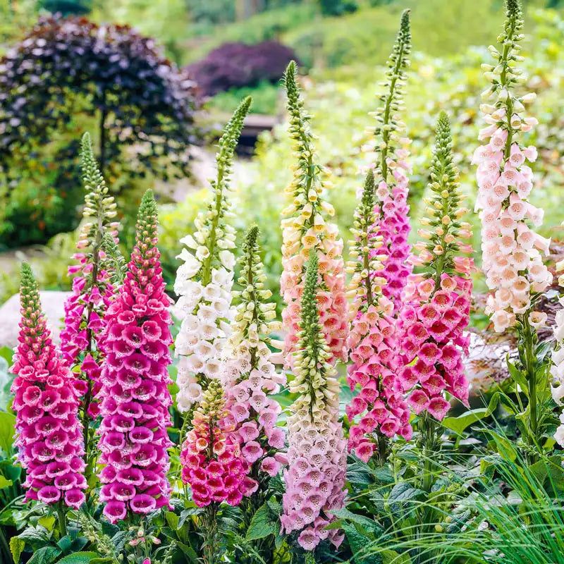 Foxgloves