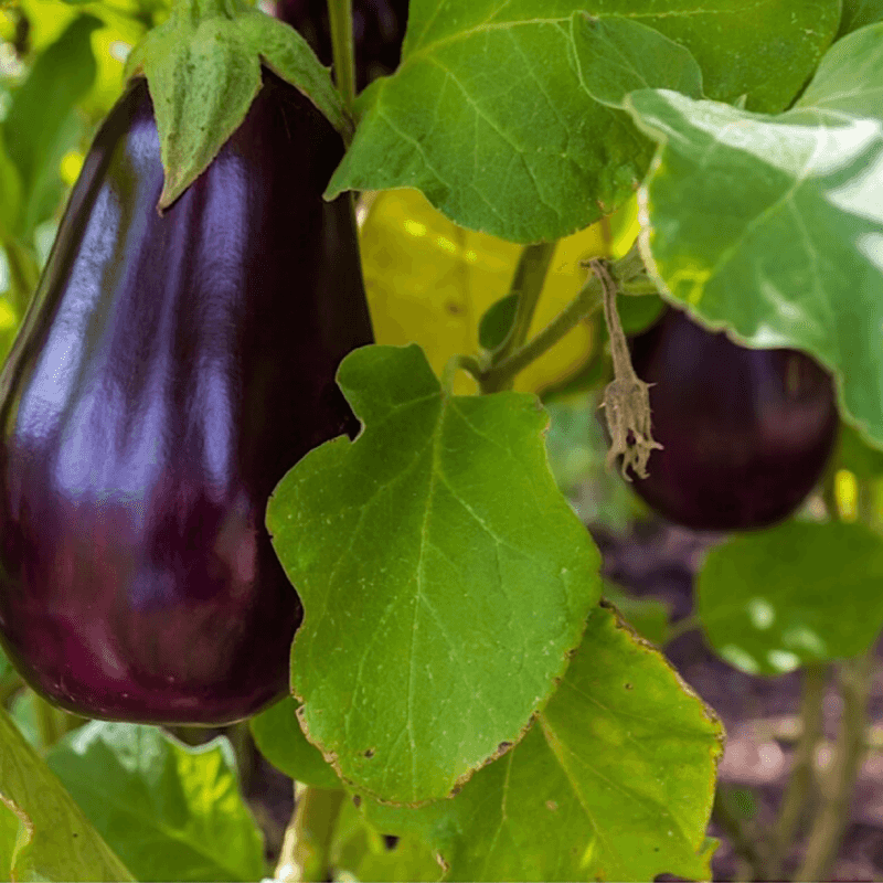 Eggplant