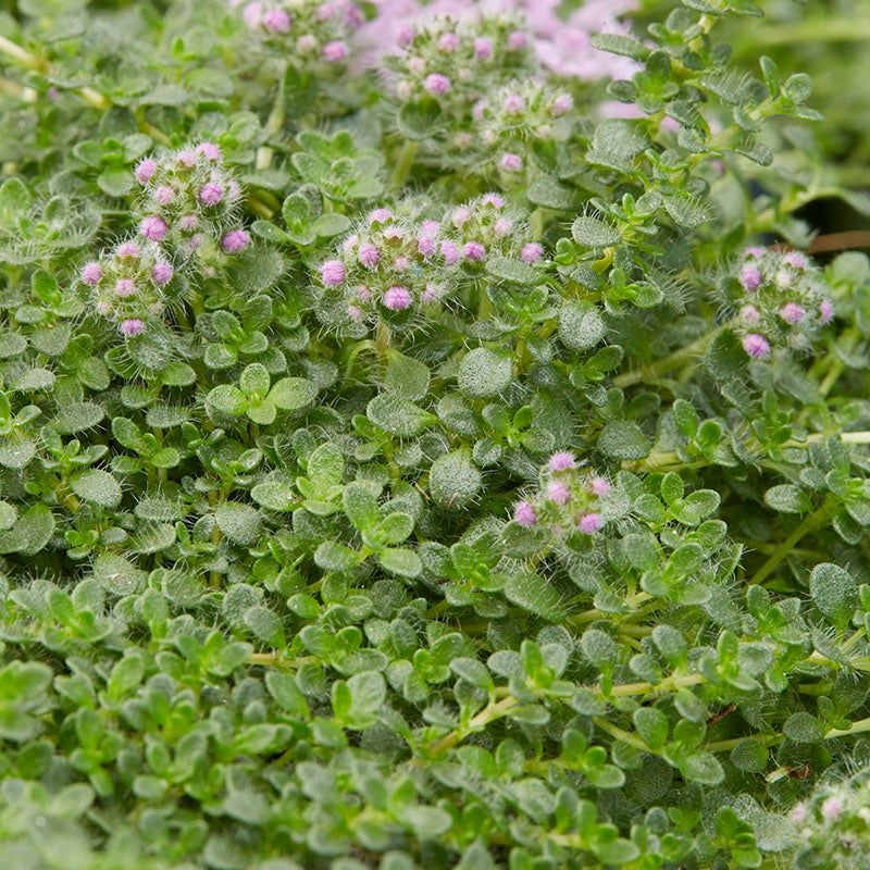 Elfin Thyme
