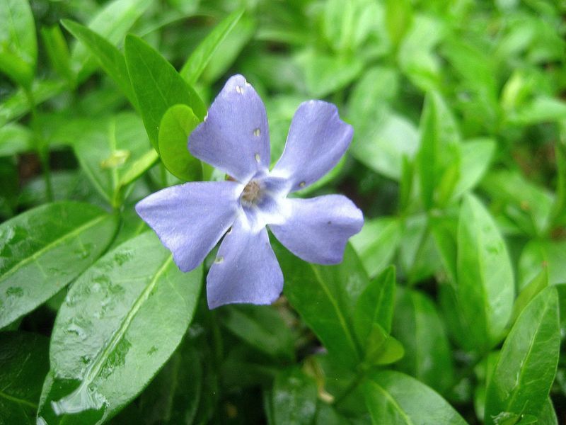 Periwinkle's Symbolic Significance