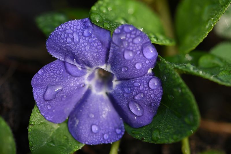 The Subtle Fragrance of Periwinkle