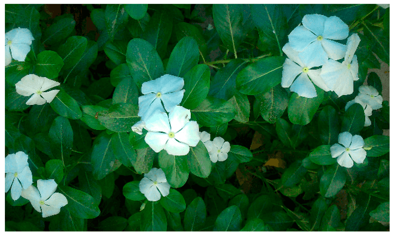 Periwinkle's Healing Heritage