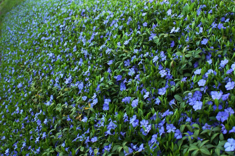 Periwinkle's Role in Erosion Control