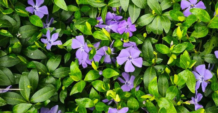 Periwinkle’s Secret Superpower? It Blooms Even in the Shade