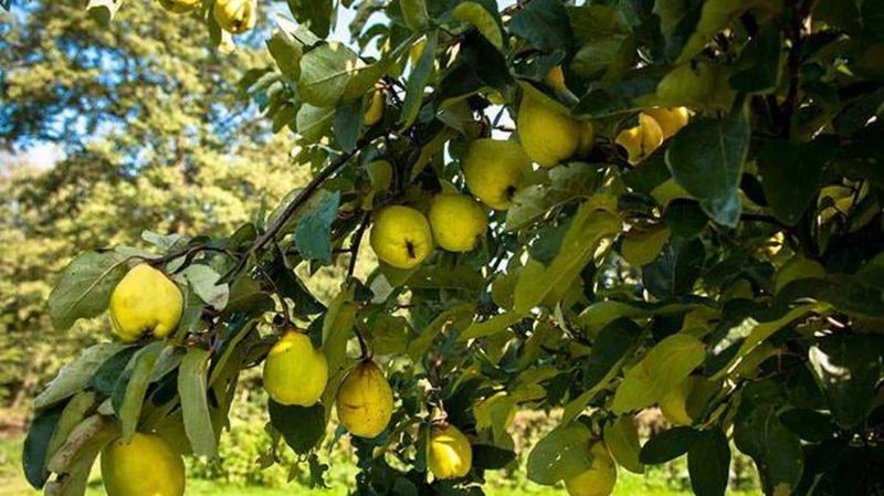 Quince Trees (Cydonia oblonga)