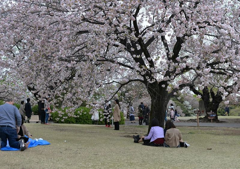Cherry Trees (Prunus avium & Prunus cerasus)