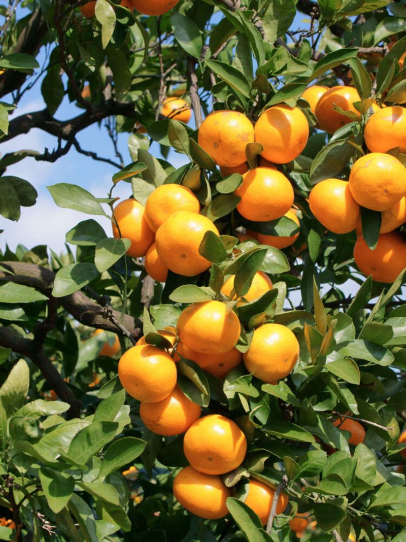 Citrus (Satsuma Oranges)