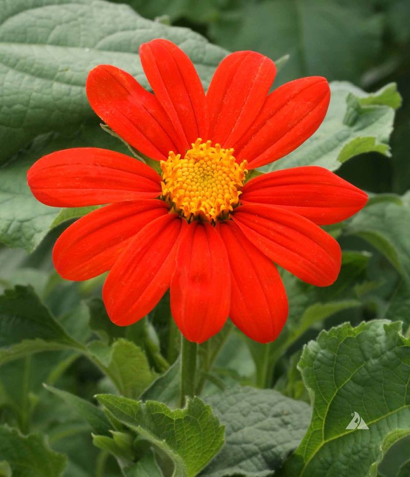 Mexican Sunflower