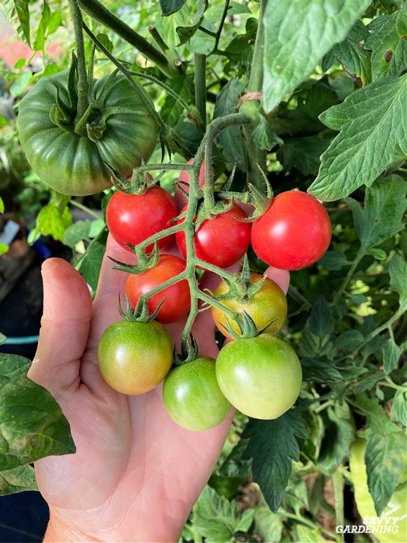 Flavor Intensity with Age