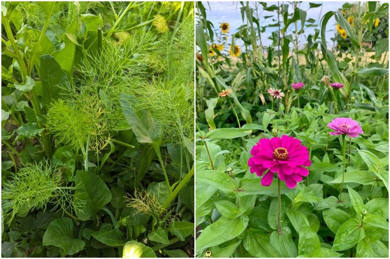 Companion Planting Chaos