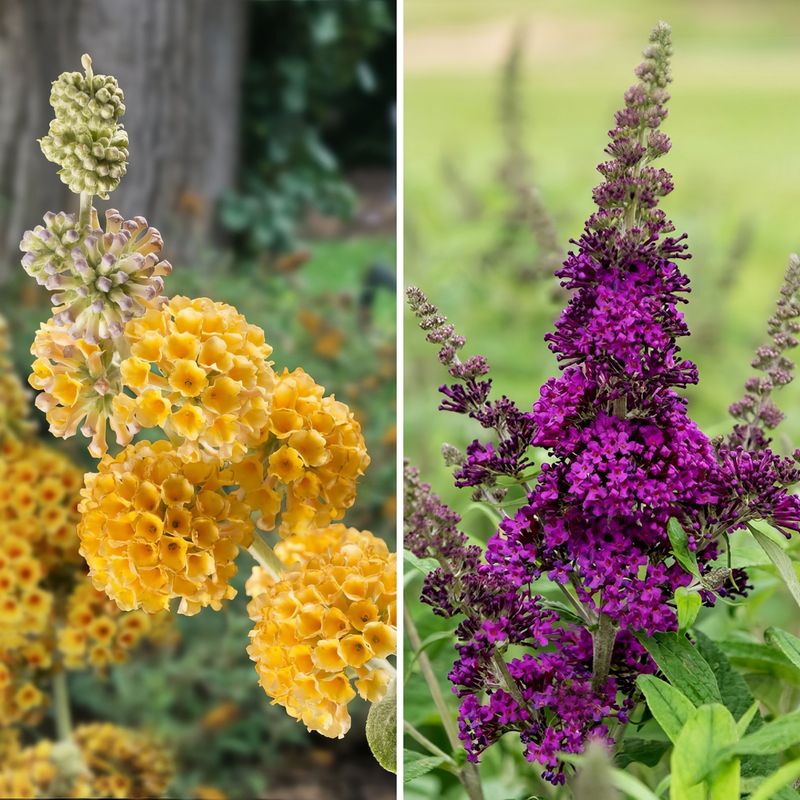 Variety Selection Extends Color Range