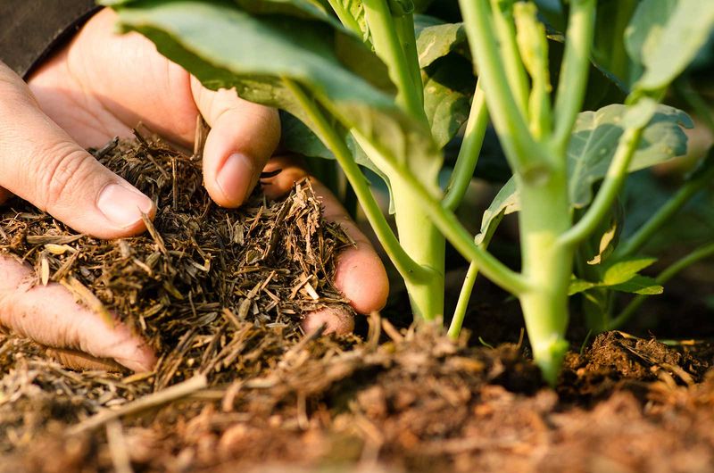 Better Soil = Better Taste