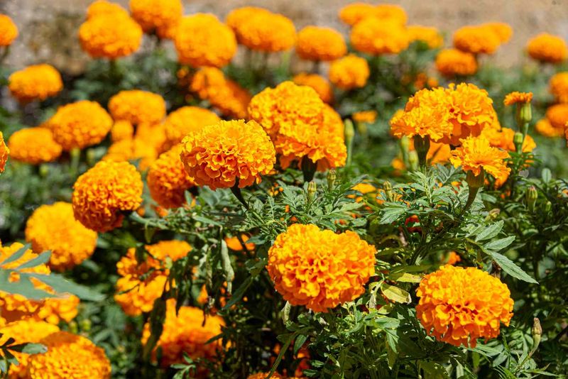 Marigold (Tagetes)