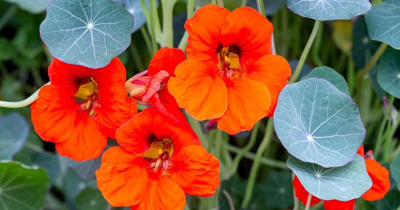 Nasturtium