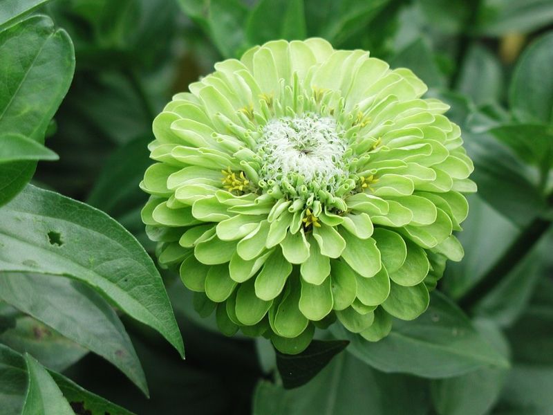 Zinnia 'Envy'