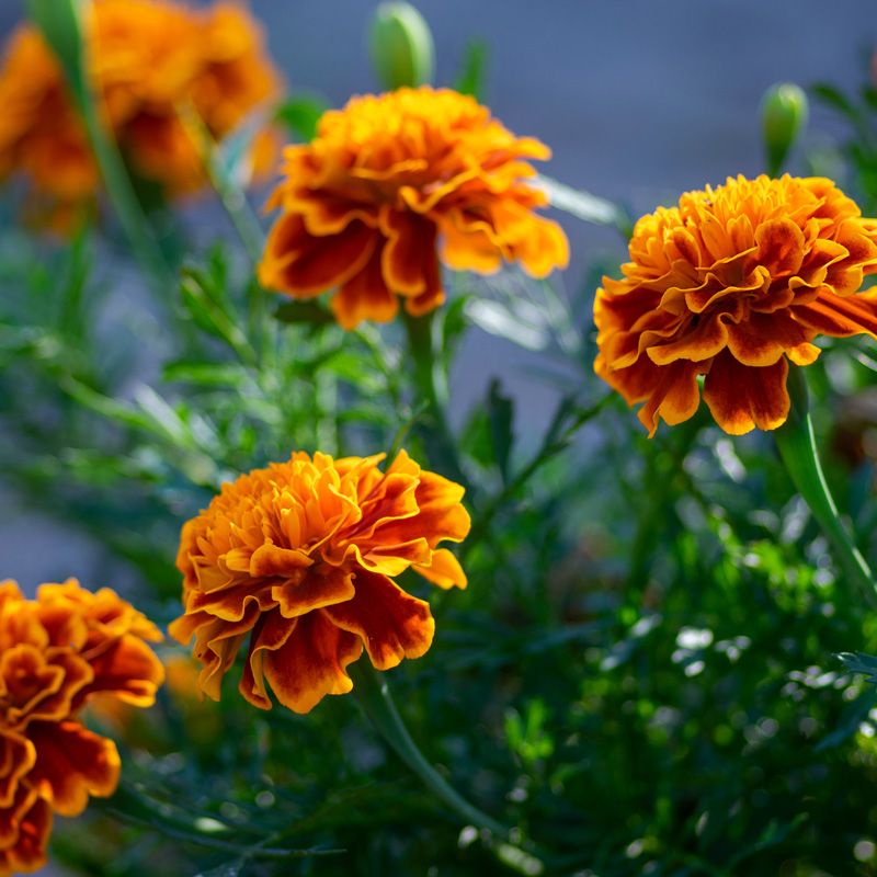Marigold