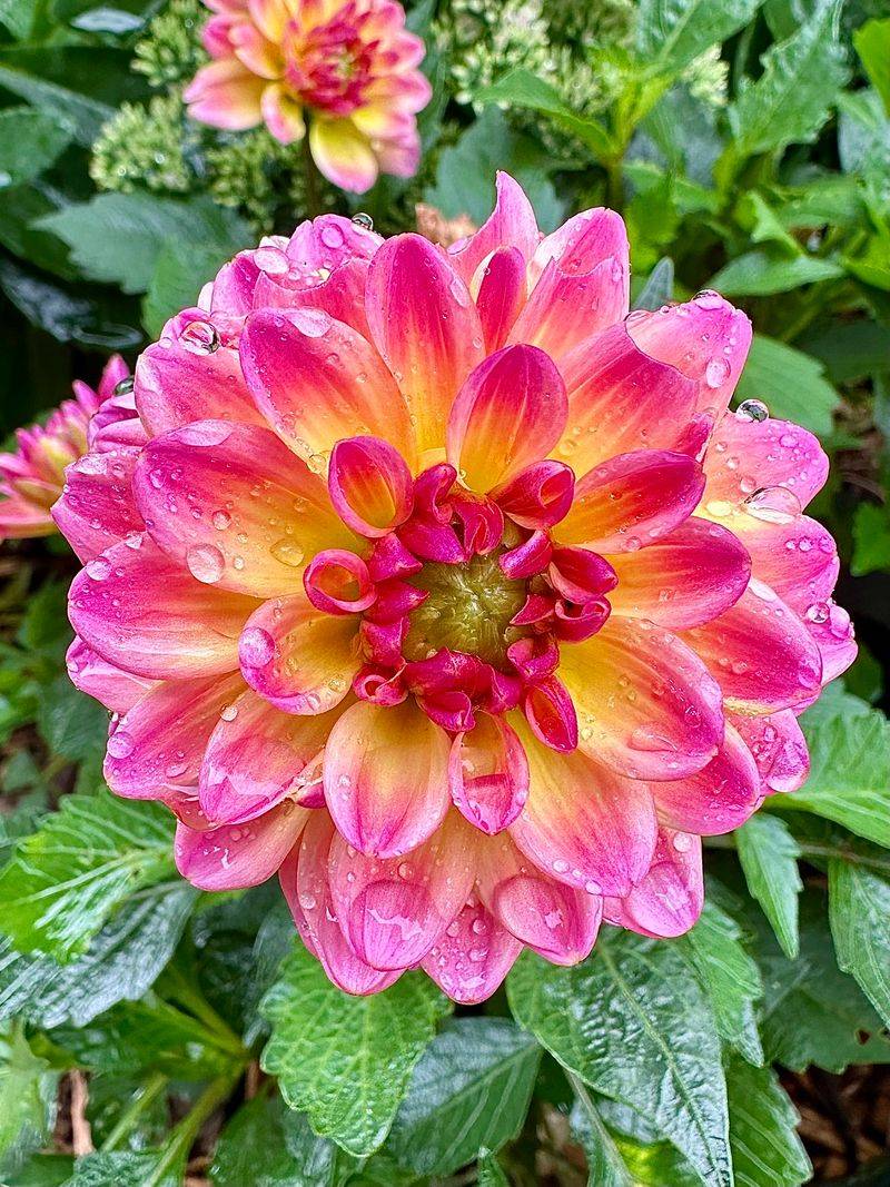 Dahlia (Dahlia pinnata)